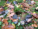 IMG_8995.jpg